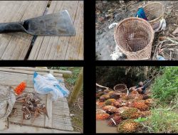 Curi Ratusan Janjang Buah Kelapa Sawit, Satreskrim Polres Musi Rawas Tangkap SR