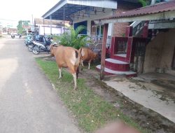 Camat Sungai Keruh Menghimbau Warga untuk Tidak Melepaskan Binatang Kaki Empat