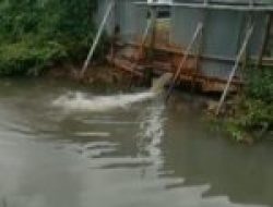 Diduga Ilegal Budidaya Tambak Udang di Carita Cemari Lingkungan.