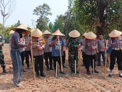 Polsek Cinangka Melaksanakan Penanaman Jagung Serentak Kuartal III Dan Penanaman Jagung Lahan Milik Masyarakat