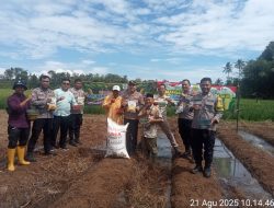 Polsek Anyer Laksanakan Kegiatan Penanaman Jagung Hibrida Di Lahan Tanah Bengkok Milik Aset Desa Bandulu