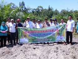 Pemdes Lubuk Tampui Laksanakan Tanam Bibit Jagung Hibrida Syngenta NK306 Garuda